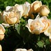 peach-roses-dsc03513-dwp