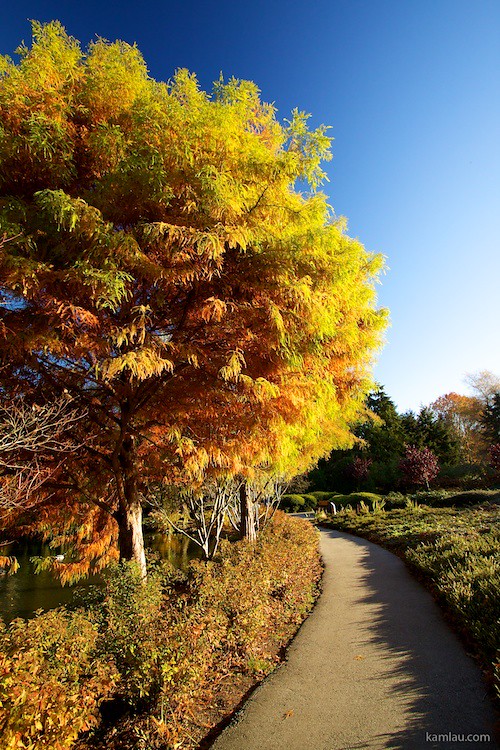 Minoru Park in Autumn – kamlau.com