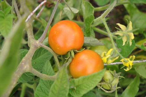 Photo: Lycopersicon esculentum (Solanum lycopersicum)