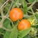 Photo: Lycopersicon esculentum (Solanum lycopersicum)