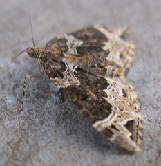 Phoenix moth