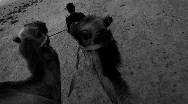 Bactrian Camel Ride at Hunder