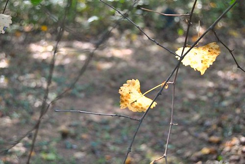 remaining leaves