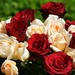 peach-red-roses-dsc03647-dwp
