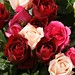 pink-red-roses-dsc03320-dwp