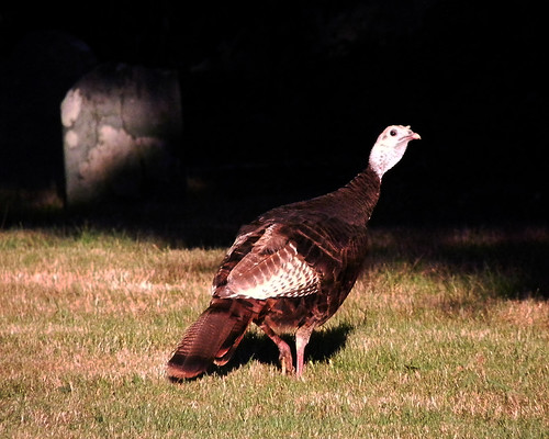 Turkey Lurkey