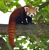 Red Panda • <a style="font-size:0.8em;" href="http://www.flickr.com/photos/9907391@N02/5086352864/" target="_blank">View on Flickr</a>