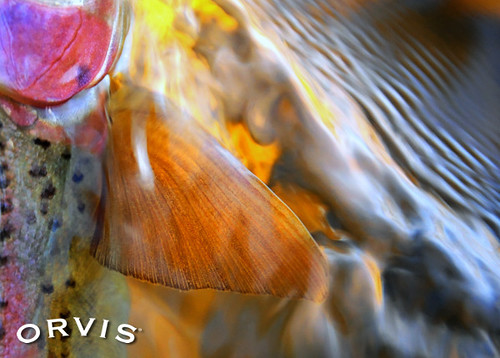 Orvis Fly Fishing Contest - Colors of Nature