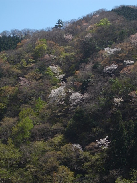 mountain cherry blossoms