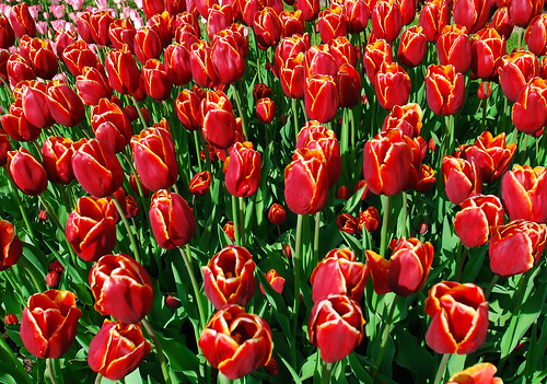 Tulips close up2