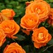 orange-roses-dsc03018-dwp