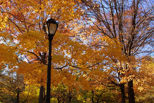 Central Park Foliage
