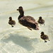 San Diego - Duck and ducklings