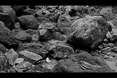 178/365 : rocky stream