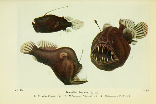 Deep-Sea Anglers