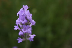 152/365(2) : Lavender