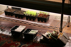 seedlings 4