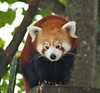 Red Panda • <a style="font-size:0.8em;" href="http://www.flickr.com/photos/9907391@N02/5085758267/" target="_blank">View on Flickr</a>