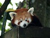 Red Panda • <a style="font-size:0.8em;" href="http://www.flickr.com/photos/9907391@N02/5086359332/" target="_blank">View on Flickr</a>