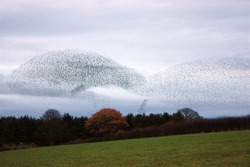 A murmuration of starlings (3)