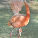 San Diego - Flamingo