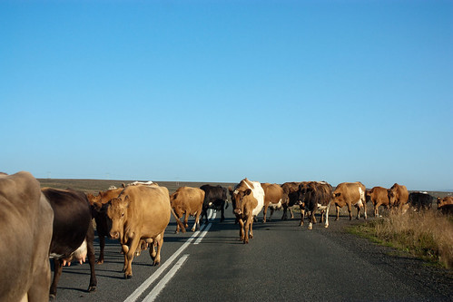 cow crossing