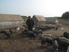 Me and the Pigs - First Nature Farms, Alberta, Canada
