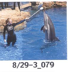 Baton dolphin
