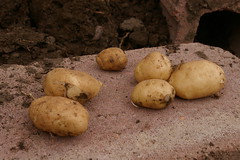 Anglų lietuvių žodynas. Žodis potato reiškia (pl potatoes) n bulvė; hot potato sunkus, nemalonus dalykas lietuviškai.