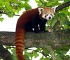 Red Panda • <a style="font-size:0.8em;" href="http://www.flickr.com/photos/9907391@N02/5085753141/" target="_blank">View on Flickr</a>