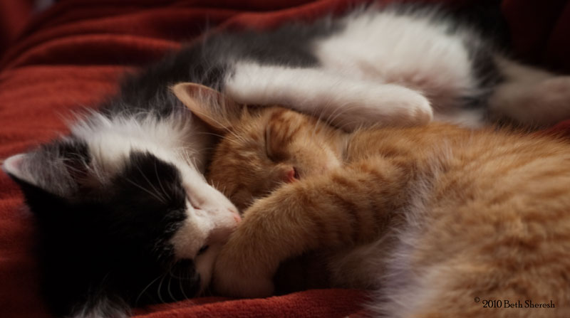 snuggle kittens