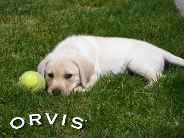 Orvis Cover Dog Contest - Lola