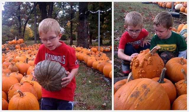 Pumpkin collage 3