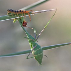 Sonoran Desert Centipede with Bordered Mantis