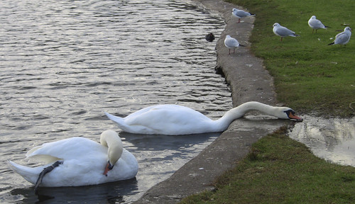 Swans In A Badly Maintained Public Park