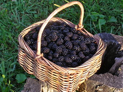 Blackberry Basket