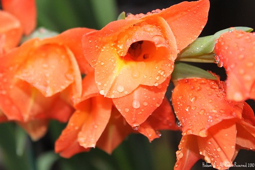 Gladiolus after the rain