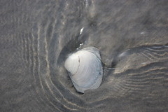 Seashells, Seashells by the Sea Shore