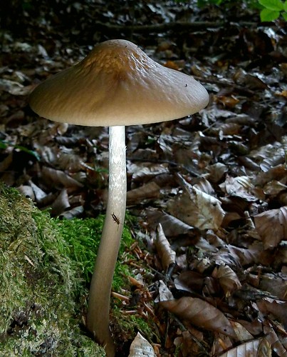 Fungus with Earwig / Pilz mit Ohrwurm