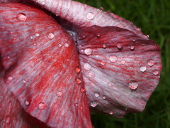 Poppy Droplets