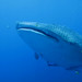 Whale Shark Diving