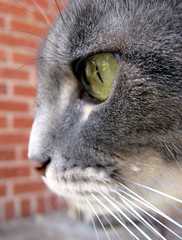 Cabooki