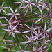 Photo: Allium albopilosum 'Christophii'