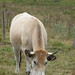 L'Aubrac la coquette • <a style="font-size:0.8em;" href="http://www.flickr.com/photos/53131727@N04/4921505072/" target="_blank">View on Flickr</a>