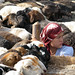 Uyghur girl amongst her sheep