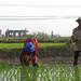 Rice farmers