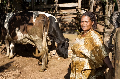woman and cows