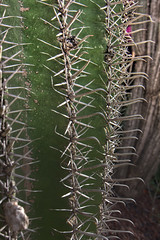 Cactus: Transition to HDR (0879)