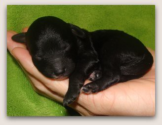 Mini Australian Labradoodle Puppy
