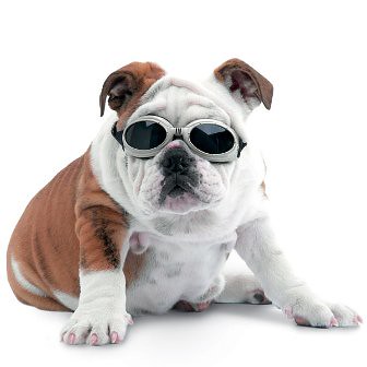 Bulldog Wearing Aviator Eyewear